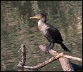 _7SB6265 double_crested cormorant